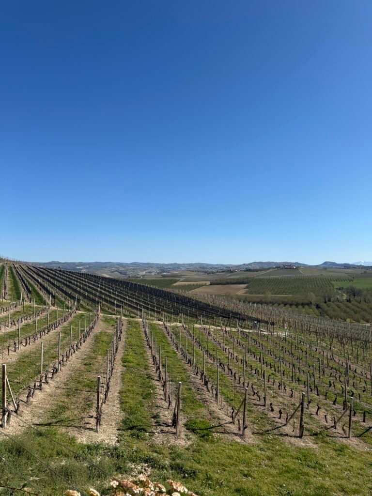 winr region Barolo