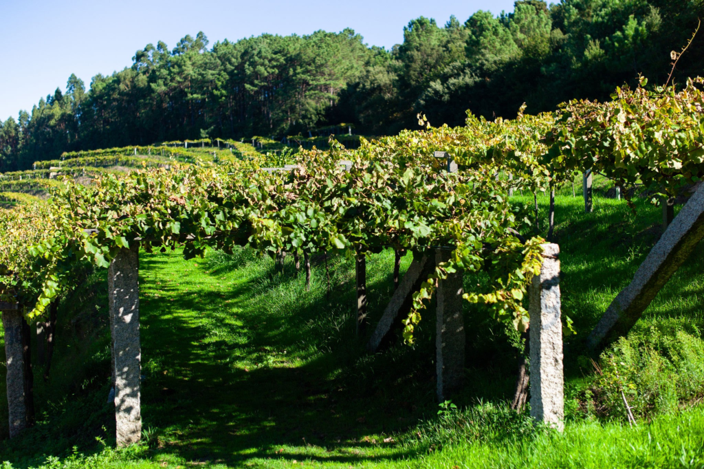 Rías Baixas
