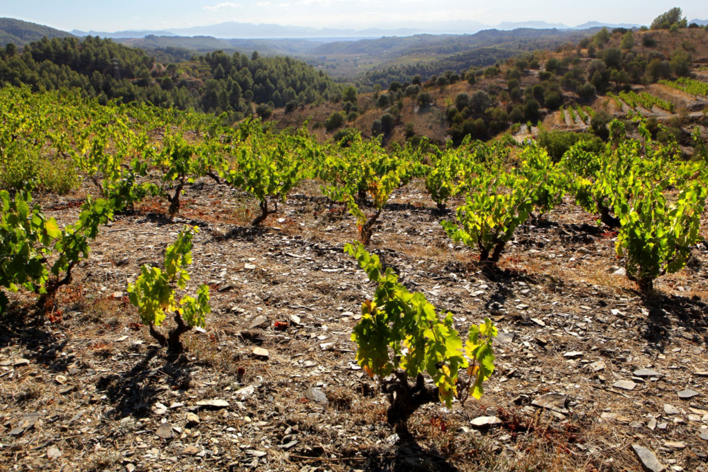 Priorat Wine Guide