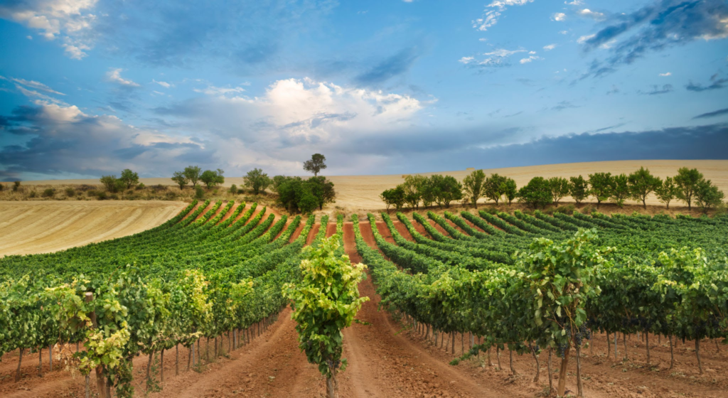 Ribera del Duero wine guide
