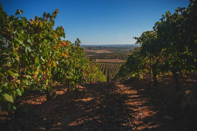 Pago de los Cappellanes, Ribera del Duero wine guide