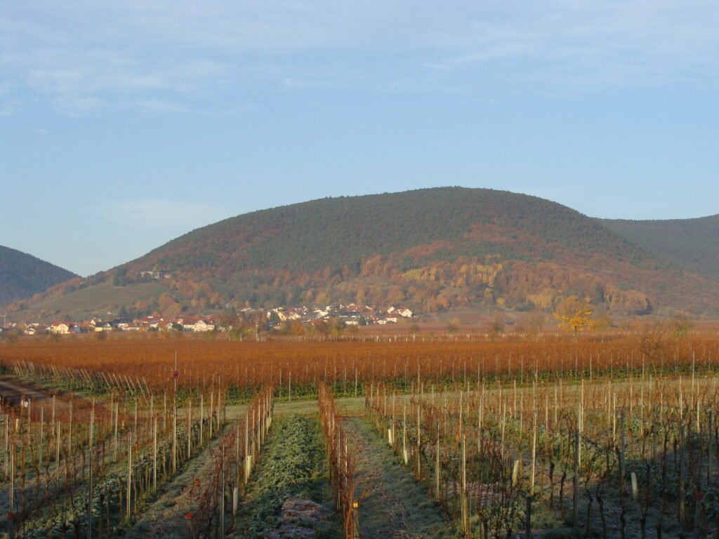Pfalz wine region
