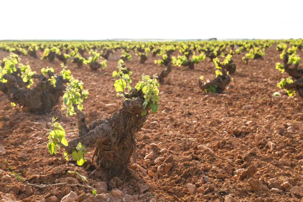 La Mancha