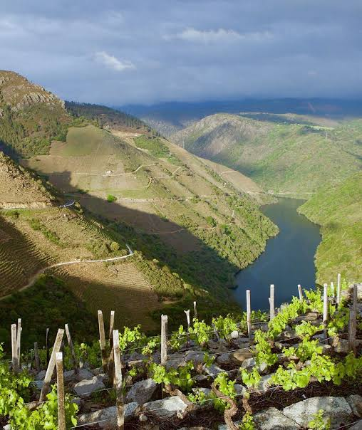 Galician white wine