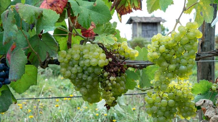 Galician white wine
