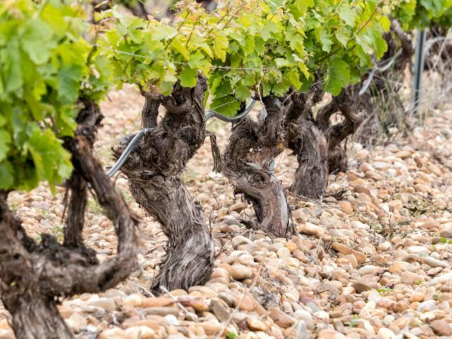 Rueda Verdejo