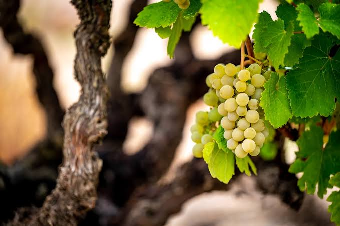 Verdejo grape