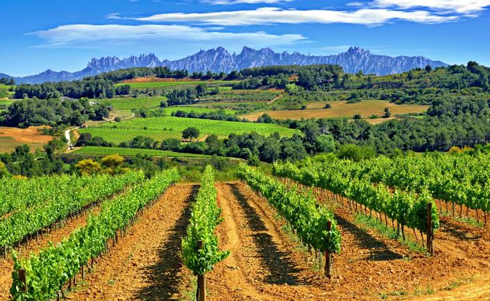 Penedès wine region
