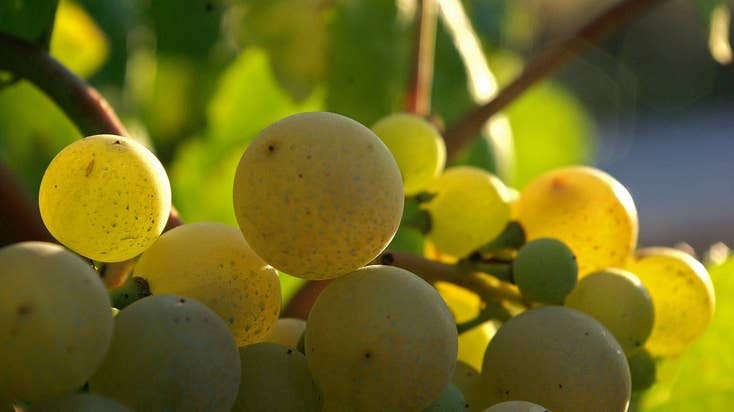 Penedès