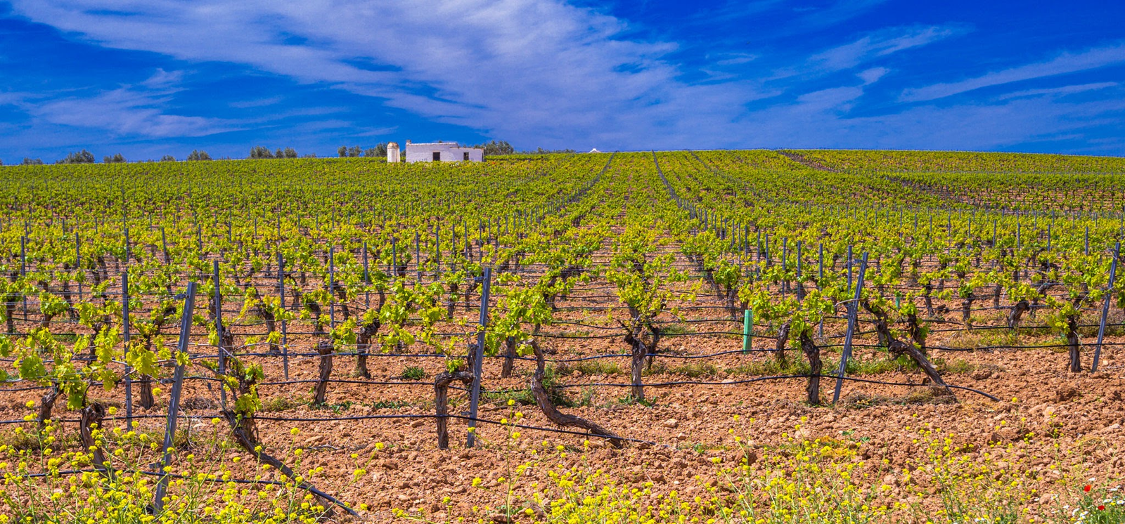 Valdepeñas wine region