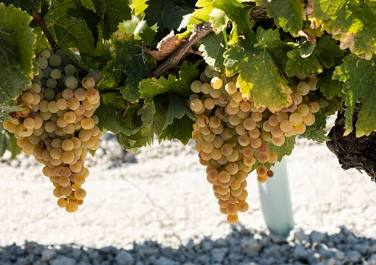 Andalusian wine travel