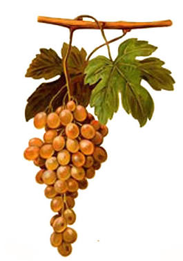 Pedro Ximénez grape