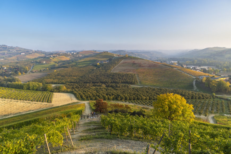 Barolo wine region
