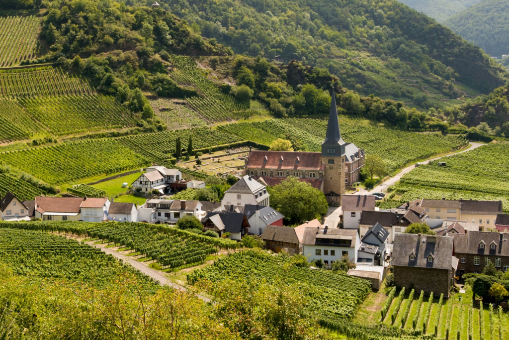 Mosel wine region vineyard