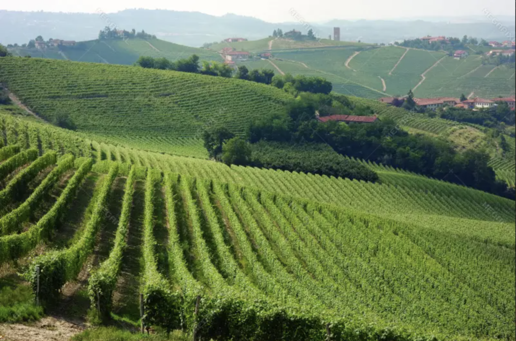 Barbaresco
