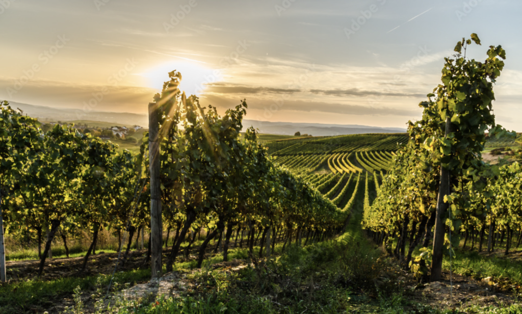 German White wine