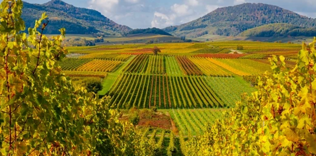 Pfalz wine region