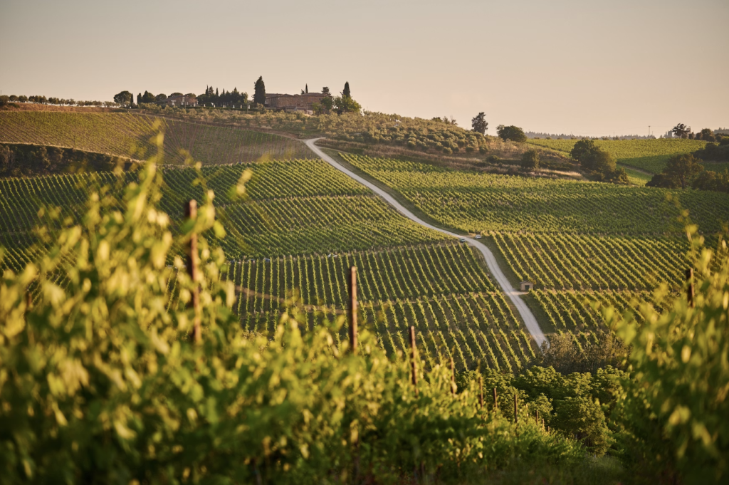 Tuscany wine region