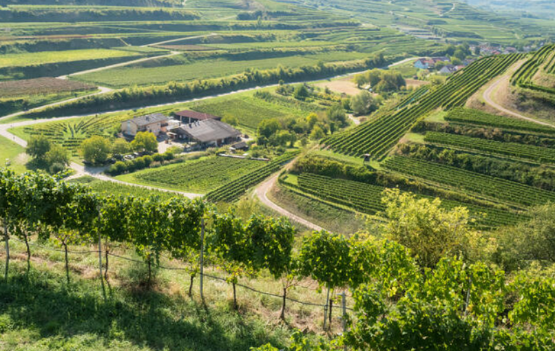 Vineyard in the Baden wine region
