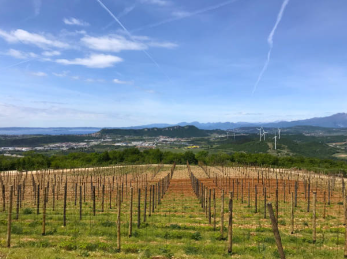 Vineyard at Lake Garda