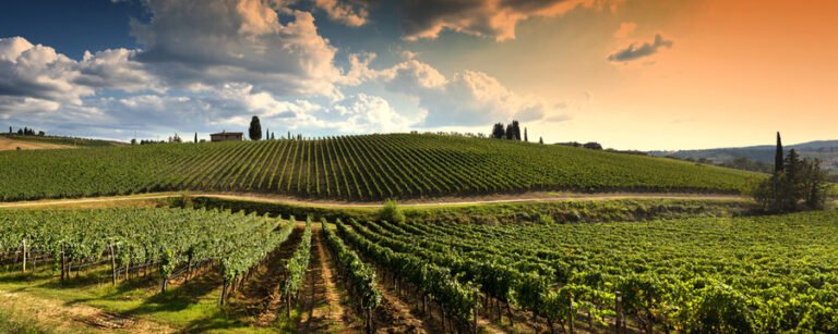 Bordeaux wine region