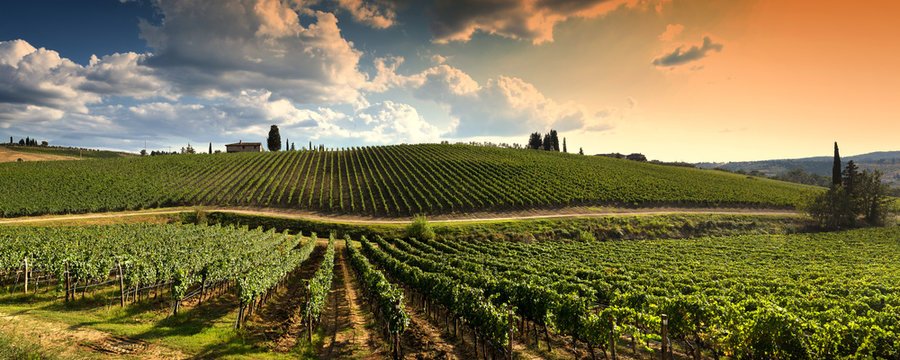 Bordeaux wine region
