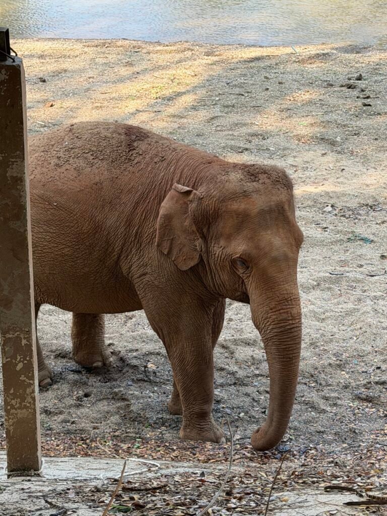 Elephant Nature Park Chiang Mai, Thailand