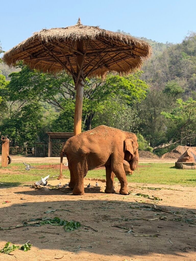 Chiang Mai Elephant Park, thailand