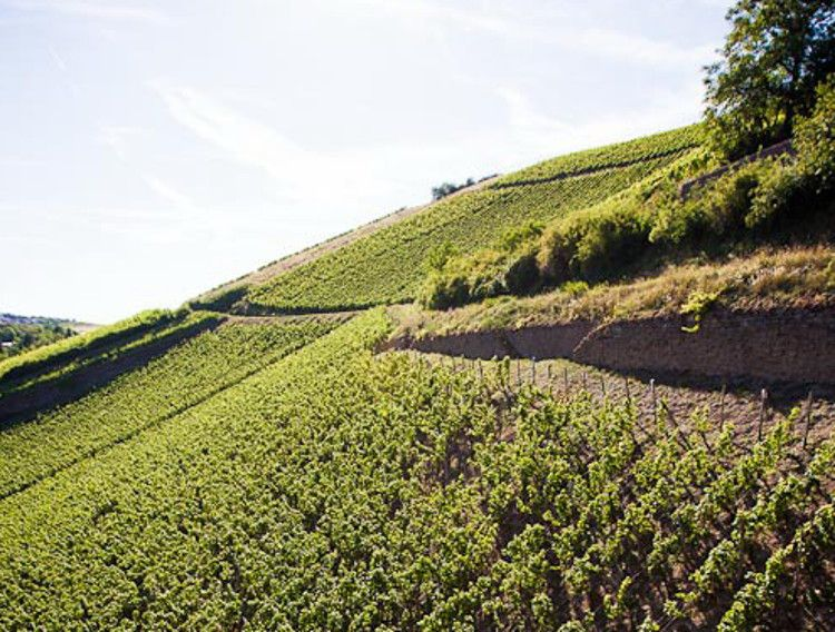 Bad Kreuznach, Nahe wine region