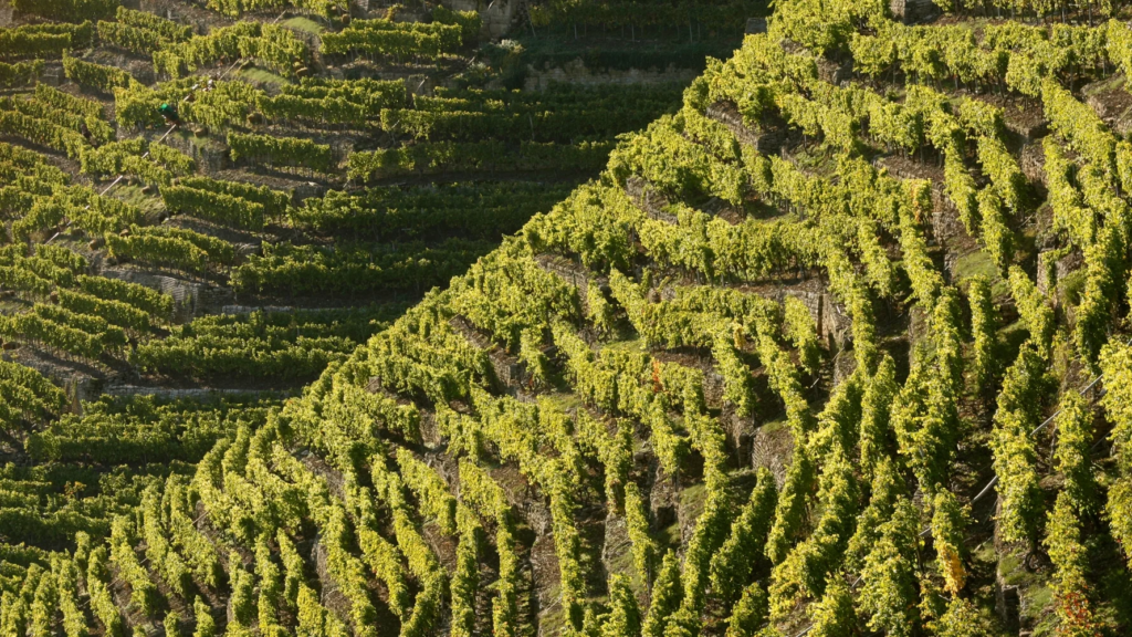 Würtemmberg wine region, vineyard