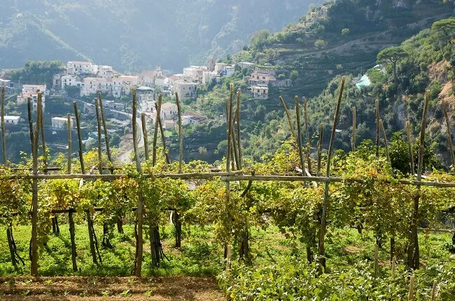 Campania wine region guide