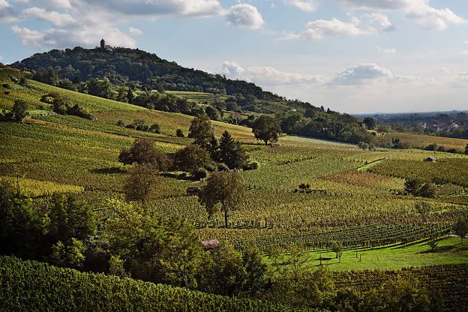 Hessische Bergstraße wine region