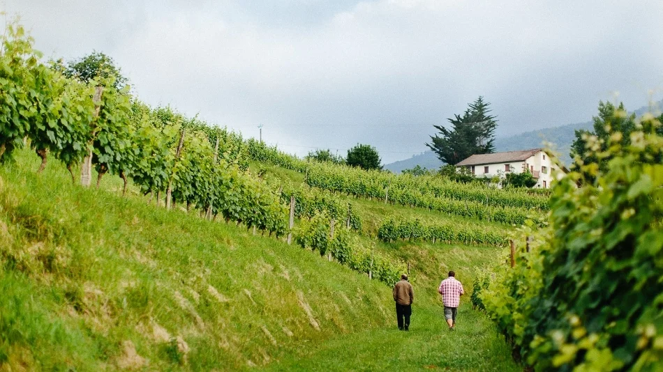 Sud-Ouest wine region, France, Cahors Malbec