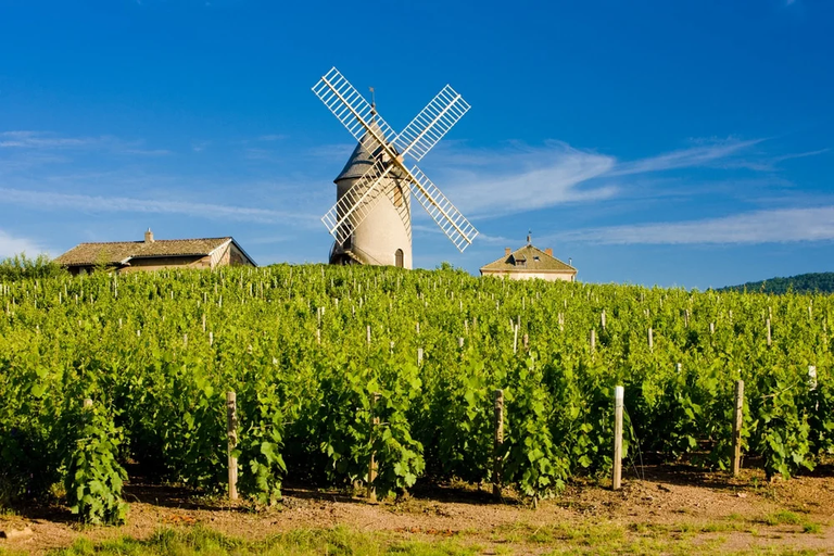 Beaujolais wine region