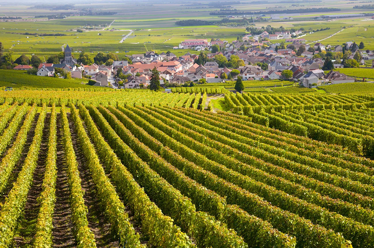 Burgundy wine region