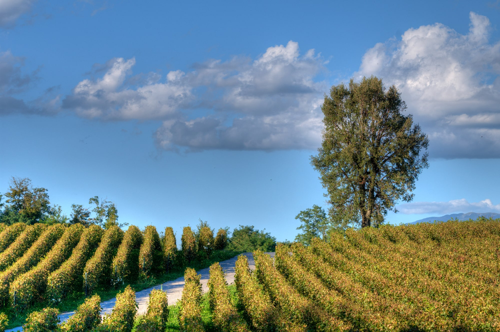 Lombardy wine region, Italy, Lombardy wine tourism