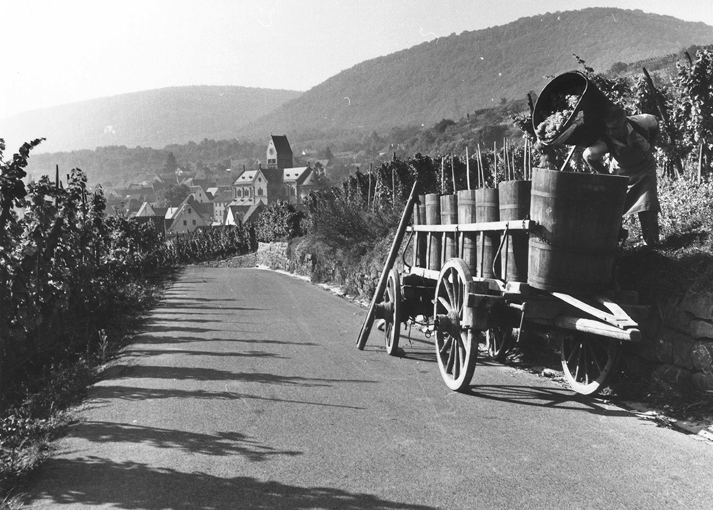 Alsace wine region, Alsace wine guide