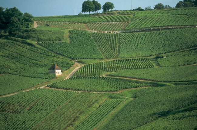 Jura, Jura wine region, Jura wine guide